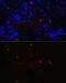 Lysozyme antibody, GTX03202, GeneTex, Immunohistochemistry paraffin image 