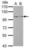 Jade Family PHD Finger 1 antibody, GTX106807, GeneTex, Western Blot image 