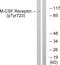 Colony Stimulating Factor 1 Receptor antibody, LS-C199235, Lifespan Biosciences, Western Blot image 