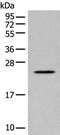 Caspase Recruitment Domain Family Member 16 antibody, PA5-68382, Invitrogen Antibodies, Western Blot image 