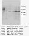 Cullin 4B antibody, LS-C172036, Lifespan Biosciences, Western Blot image 