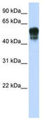 Sphingolipid Transporter 1 (Putative) antibody, TA339597, Origene, Western Blot image 