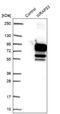 WD Repeat Containing Antisense To TP53 antibody, NBP1-92592, Novus Biologicals, Western Blot image 