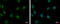 CUGBP Elav-Like Family Member 2 antibody, GTX117035, GeneTex, Immunofluorescence image 