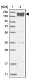 SMG7 Nonsense Mediated MRNA Decay Factor antibody, PA5-56119, Invitrogen Antibodies, Western Blot image 