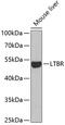 Lymphotoxin Beta Receptor antibody, GTX33305, GeneTex, Western Blot image 