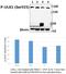 Unc-51 Like Autophagy Activating Kinase 1 antibody, A00584S555, Boster Biological Technology, Western Blot image 