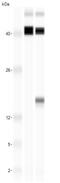 Leptin antibody, NBP1-59324, Novus Biologicals, Western Blot image 