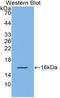 C-X-C Motif Chemokine Ligand 9 antibody, LS-C295413, Lifespan Biosciences, Western Blot image 