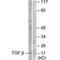 Transforming Growth Factor Beta 3 antibody, PA5-49752, Invitrogen Antibodies, Western Blot image 