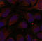 GATA Binding Protein 1 antibody, LS-C335805, Lifespan Biosciences, Immunofluorescence image 