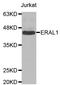 Era Like 12S Mitochondrial RRNA Chaperone 1 antibody, LS-C334427, Lifespan Biosciences, Western Blot image 