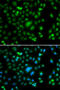 E74 Like ETS Transcription Factor 5 antibody, 22-761, ProSci, Immunofluorescence image 