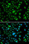 ETS-related transcription factor Elf-5 antibody, 22-761, ProSci, Immunofluorescence image 