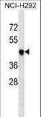 T antibody, LS-C161663, Lifespan Biosciences, Western Blot image 