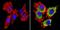 Sterol Regulatory Element Binding Transcription Factor 1 antibody, NB100-74542, Novus Biologicals, Immunocytochemistry image 