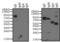 Human IgE antibody, MII0204PG, Invitrogen Antibodies, Western Blot image 