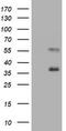 Polymorphic epithelial mucin antibody, TA800938BM, Origene, Western Blot image 