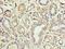 A-Kinase Anchoring Protein 10 antibody, LS-C375164, Lifespan Biosciences, Immunohistochemistry frozen image 