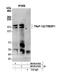 Transcriptional Regulating Factor 1 antibody, NB100-81654, Novus Biologicals, Western Blot image 