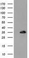 Aryl sulfotransferase IV antibody, CF501837, Origene, Western Blot image 