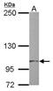 Tubulin Tyrosine Ligase Like 7 antibody, NBP2-15150, Novus Biologicals, Western Blot image 