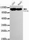 Tripartite Motif Containing 28 antibody, LS-C178267, Lifespan Biosciences, Western Blot image 