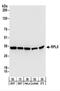 Ribosomal Protein L5 antibody, NBP2-22285, Novus Biologicals, Western Blot image 