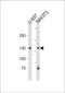 Tripartite Motif Containing 24 antibody, PA5-35198, Invitrogen Antibodies, Western Blot image 