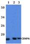 Centromere Protein A antibody, PA5-75860, Invitrogen Antibodies, Western Blot image 