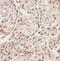 Cell Division Cycle 73 antibody, FNab04013, FineTest, Immunohistochemistry frozen image 
