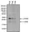  antibody, MIH9812, Invitrogen Antibodies, Western Blot image 