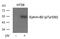 Ephrin B2 antibody, GTX50700, GeneTex, Western Blot image 