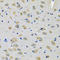 Thioredoxin domain-containing protein 5 antibody, LS-C749166, Lifespan Biosciences, Immunohistochemistry frozen image 