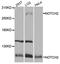 Notch Receptor 2 antibody, A0560, ABclonal Technology, Western Blot image 