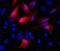 Morphogenetic neuropeptide antibody, 26183-D550, Invitrogen Antibodies, Immunofluorescence image 