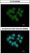 Selenophosphate Synthetase 2 antibody, GTX103766, GeneTex, Immunofluorescence image 