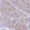 Ubiquitin Specific Peptidase 38 antibody, HPA047948, Atlas Antibodies, Immunohistochemistry frozen image 