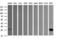 Galectin 3 antibody, LS-C338104, Lifespan Biosciences, Western Blot image 