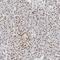 COP9 Signalosome Subunit 7A antibody, NBP1-84369, Novus Biologicals, Immunohistochemistry frozen image 