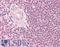 RAD52 Homolog, DNA Repair Protein antibody, LS-B7664, Lifespan Biosciences, Immunohistochemistry paraffin image 