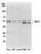 Cbl Proto-Oncogene C antibody, A305-043A, Bethyl Labs, Western Blot image 
