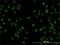 NOP16 Nucleolar Protein antibody, H00051491-M01, Novus Biologicals, Immunofluorescence image 