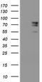 SPG7 Matrix AAA Peptidase Subunit, Paraplegin antibody, TA800003, Origene, Western Blot image 