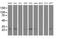 Adenylate Kinase 4 antibody, MA5-25556, Invitrogen Antibodies, Western Blot image 