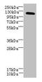 DIS3 Like Exosome 3'-5' Exoribonuclease antibody, CSB-PA823476LA01HU, Cusabio, Western Blot image 