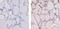 Thyroid Hormone Receptor Alpha antibody, PA1-216, Invitrogen Antibodies, Immunohistochemistry paraffin image 
