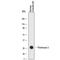 Myeloblastin antibody, MAB6134, R&D Systems, Western Blot image 