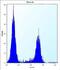 Ribosomal RNA Processing 36 antibody, abx025909, Abbexa, Western Blot image 