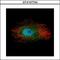 LIM Domain Kinase 2 antibody, LS-C185916, Lifespan Biosciences, Immunocytochemistry image 